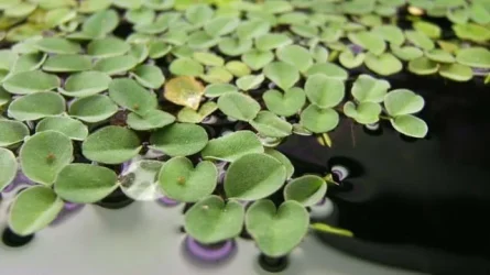 Salvinia cuculata.webp