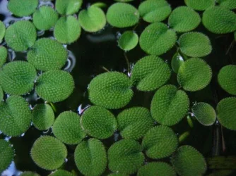 Salvinia minima.webp