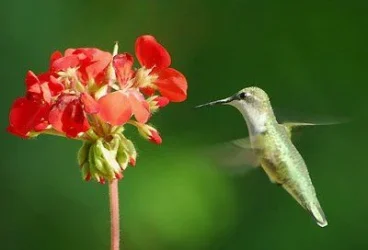 Hummingbird.webp