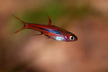 Boraras brigittae2.webp