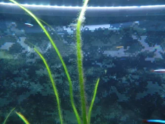 DSCN0415[1].webp