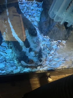 Catfish pic.webp