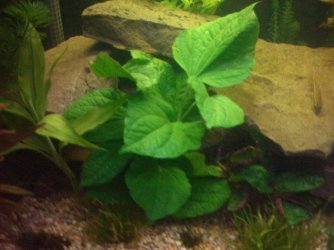 plant.JPG