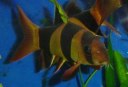 loach2.JPG