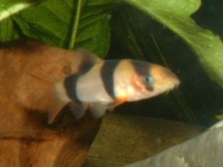 Clown_Loach.JPG