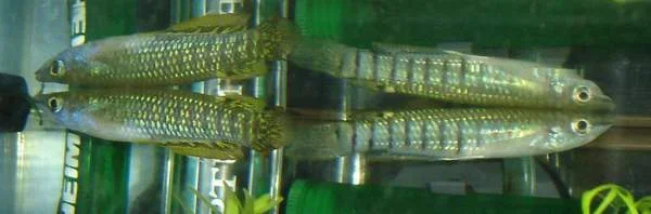 Playfair__s_Panchax_Killifish_Pair.webp