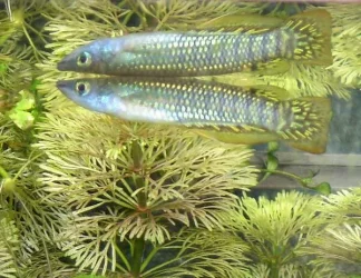 Playfair__s_Panchax_Killifish_Male_RIP.webp