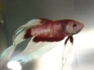 05093631_1_.webp
