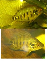 Cichlid1.jpg
