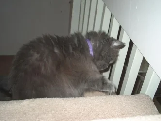Oskar_paw.webp