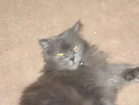 Oskar.webp