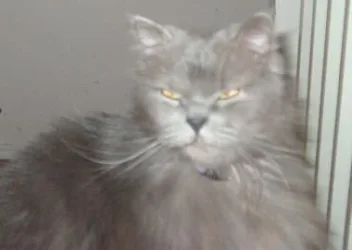 Oskar_squint2.webp
