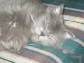Oskar_sleeping.webp