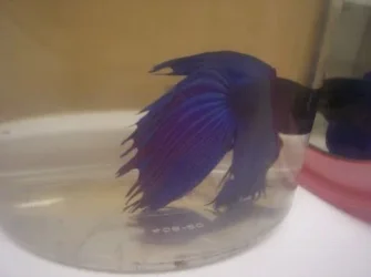 betta.webp