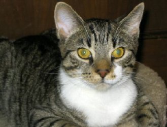Rufus.jpg