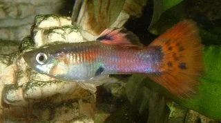 Colorful_Guppy.webp