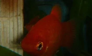 Red_Platy.webp