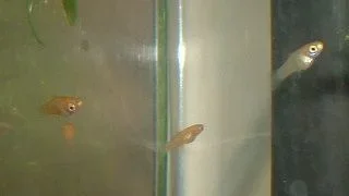 Fry4.webp