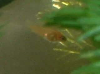 Platy_Fry.webp