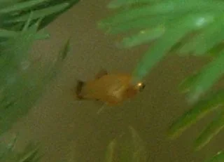 Fry3.webp