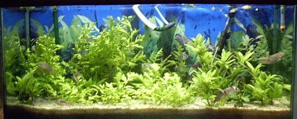Tank.webp