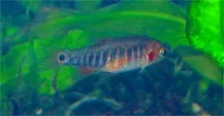 Emerald_Dwarf_Rasbora.webp