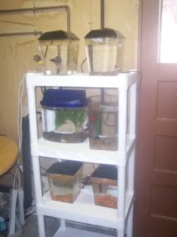 white_shelf.webp