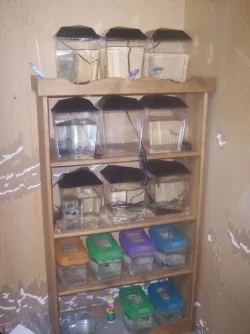 shelf.webp