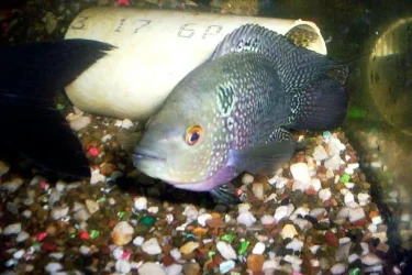 trimacalishous_.webp