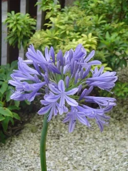 DSC00721.webp