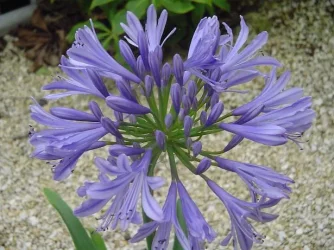 DSC00724.webp