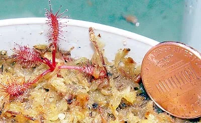 d_capensis_red.webp