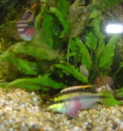 fish_014.jpg