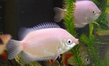 fish_010.jpg
