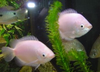 fish_011.jpg