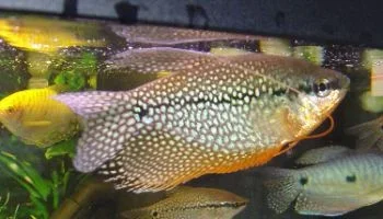 fish_009.webp