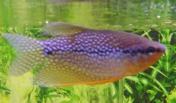 fish_022.webp