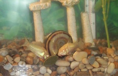 cories5.jpg