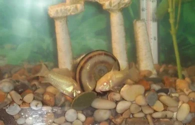 cories5.webp