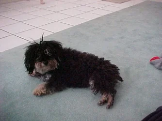 dog.webp