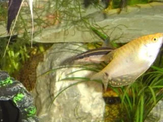 fish_116.webp