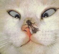 funnycats.webp