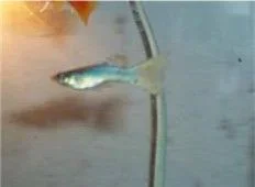 Guppy_26swordtail.webp