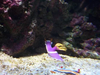 slugs.webp