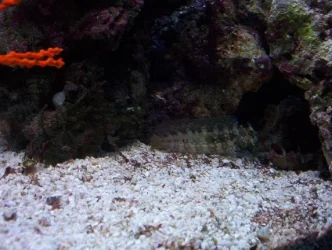 blenny.webp