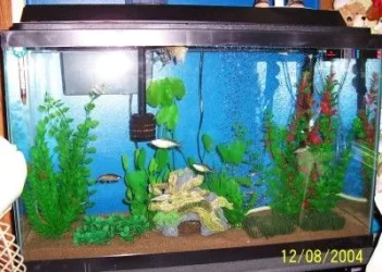 newtank2.webp