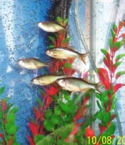 danios2a.webp