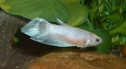 Betta.webp