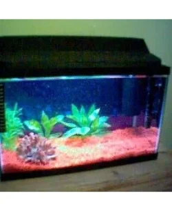 fish_tank.webp