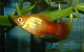 Male_Platy.webp
